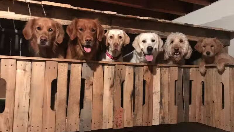 Paws-A-Playin’, LLC - Potterville,