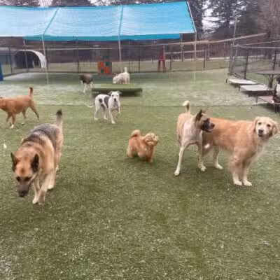 Paws-A-Playin’, LLC - Potterville,
