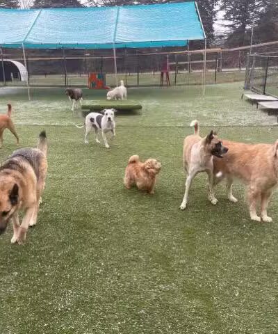 Paws-A-Playin’, LLC - Potterville,