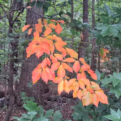 Fighting Creek Park - Powhatan, VA