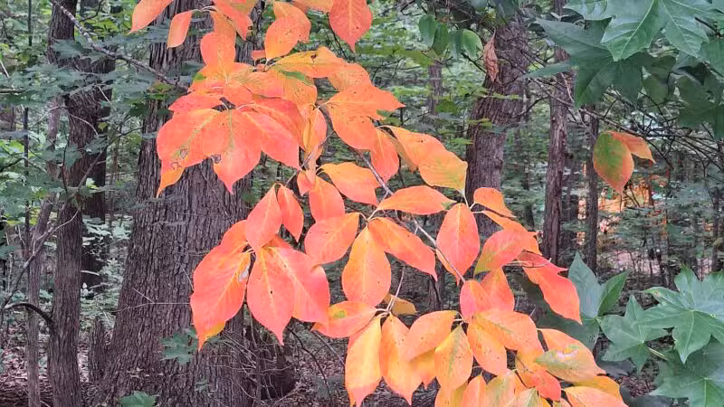 Fighting Creek Park - Powhatan, VA