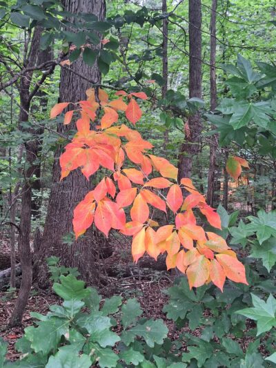 Fighting Creek Park - Powhatan, VA