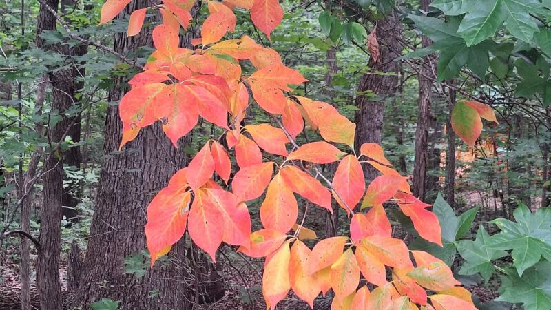 Fighting Creek Park - Powhatan, VA