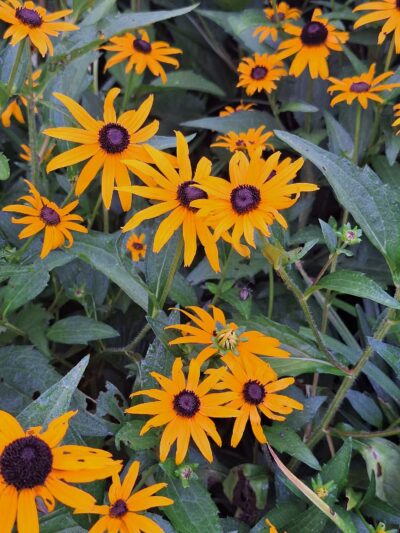 Fighting Creek Park - Powhatan, VA