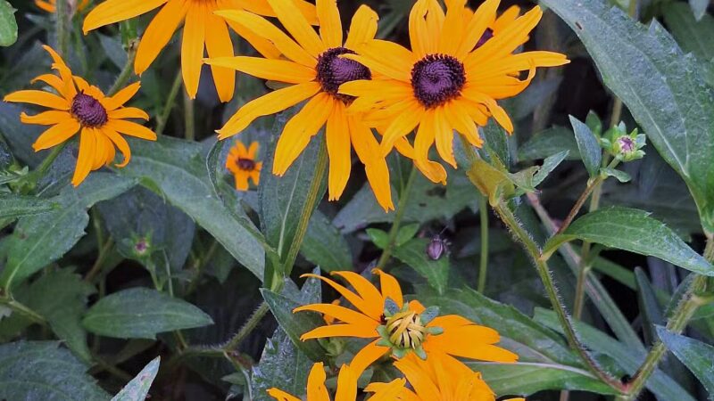 Fighting Creek Park - Powhatan, VA