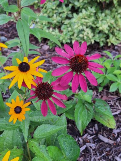 Fighting Creek Park - Powhatan, VA