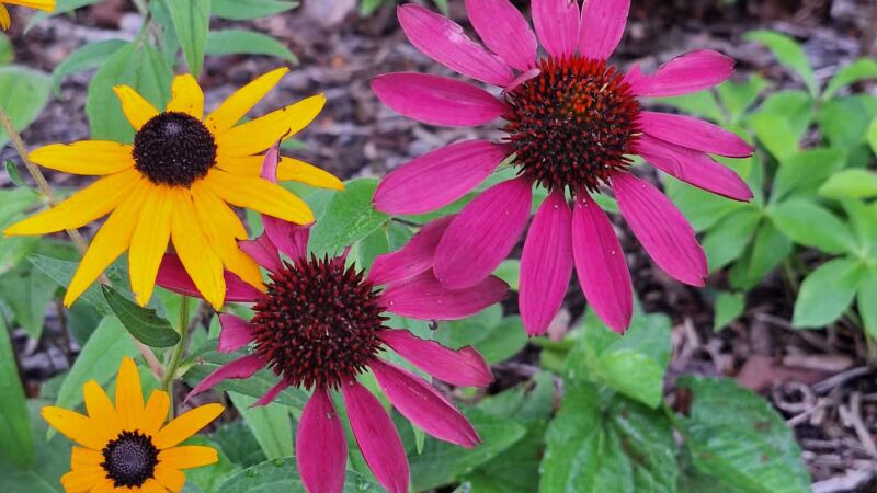 Fighting Creek Park - Powhatan, VA