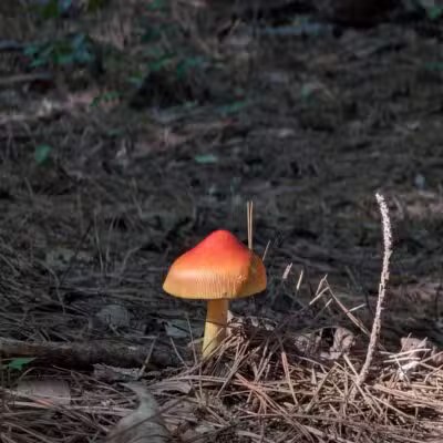 Powhatan State Park - Powhatan, VA
