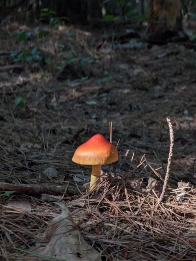 Powhatan State Park - Powhatan, VA