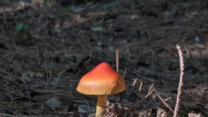 Powhatan State Park - Powhatan, VA