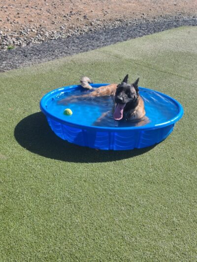 Willow Creek Beneful Dream Dog Park - Prescott, AZ