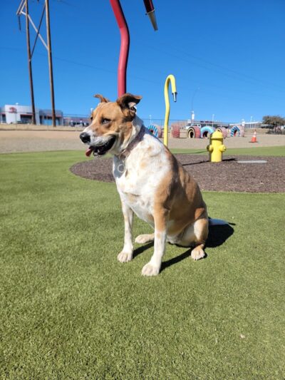 Willow Creek Beneful Dream Dog Park - Prescott, AZ