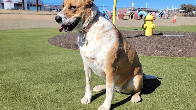 Willow Creek Beneful Dream Dog Park - Prescott, AZ