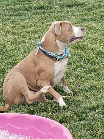 Town of Prescott Valley Dog Park - Prescott Valley, AZ