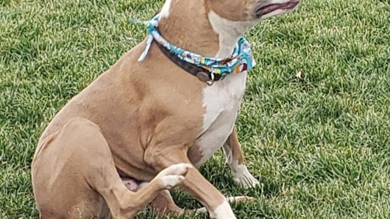 Town of Prescott Valley Dog Park - Prescott Valley, AZ