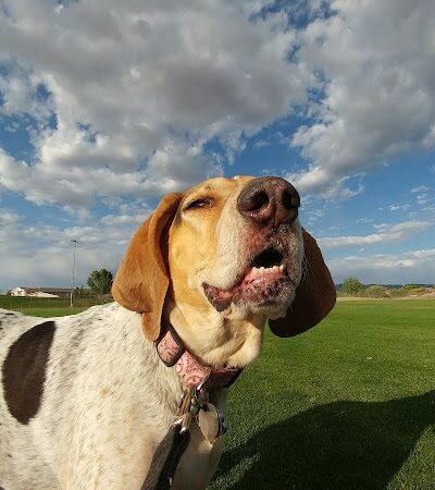 Town of Prescott Valley Dog Park - Prescott Valley, AZ