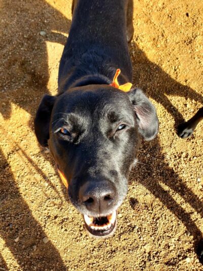 Town of Prescott Valley Dog Park - Prescott Valley, AZ