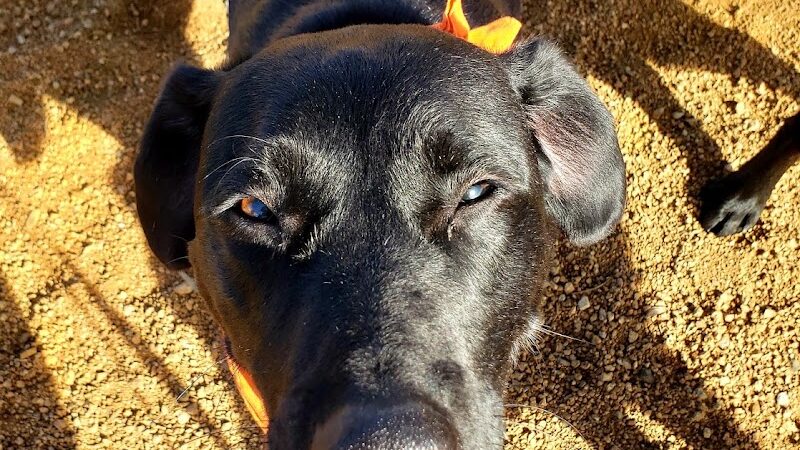 Town of Prescott Valley Dog Park - Prescott Valley, AZ