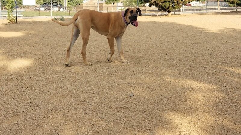 Town of Prescott Valley Dog Park - Prescott Valley, AZ