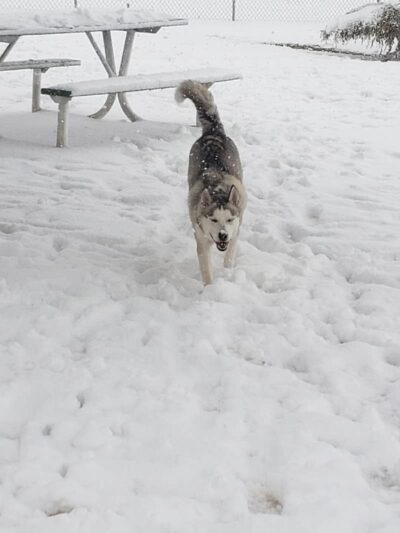 Town of Prescott Valley Dog Park - Prescott Valley, AZ