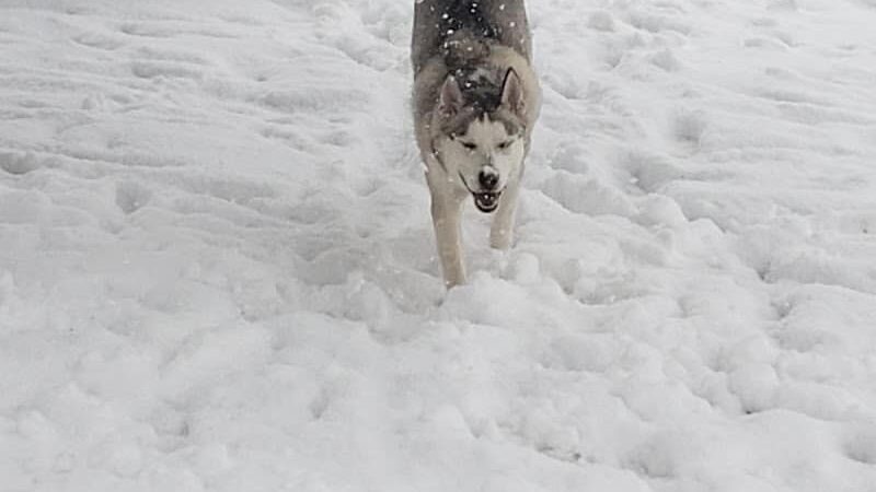 Town of Prescott Valley Dog Park - Prescott Valley, AZ
