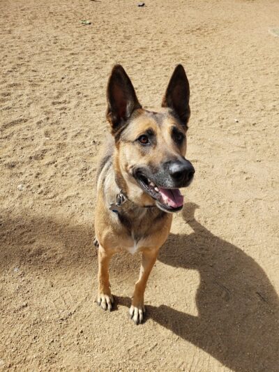 Town of Prescott Valley Dog Park - Prescott Valley, AZ