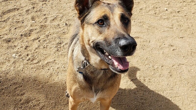 Town of Prescott Valley Dog Park - Prescott Valley, AZ