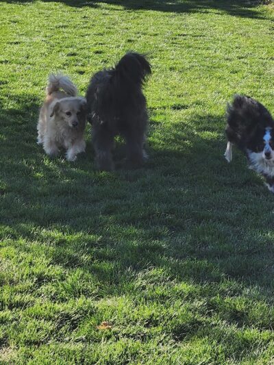 Town of Prescott Valley Dog Park - Prescott Valley, AZ