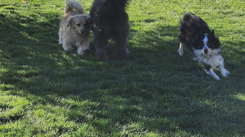 Town of Prescott Valley Dog Park - Prescott Valley, AZ