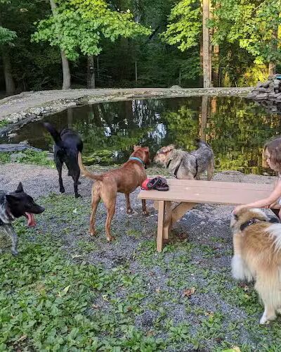 Rocky Top Dog Park (Membership req.) - Princeton, NJ