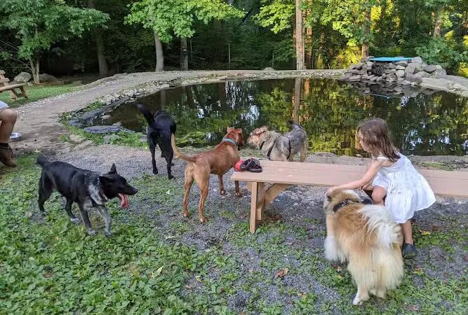 Rocky Top Dog Park (Membership req.) - Princeton, NJ