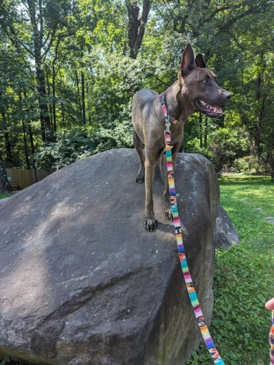 Rocky Top Dog Park (Membership req.) - Princeton, NJ