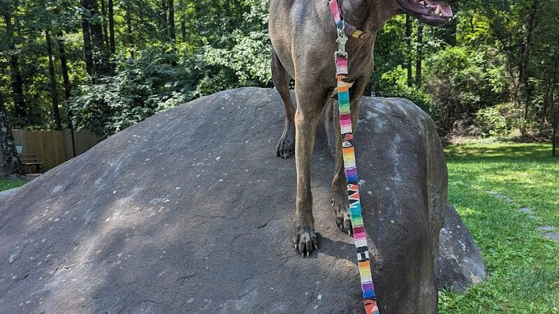 Rocky Top Dog Park (Membership req.) - Princeton, NJ