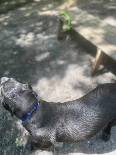 Rocky Top Dog Park (Membership req.) - Princeton, NJ