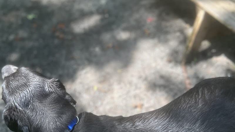 Rocky Top Dog Park (Membership req.) - Princeton, NJ