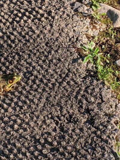 Rocky Top Dog Park (Membership req.) - Princeton, NJ