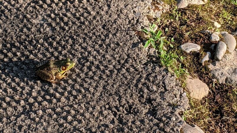 Rocky Top Dog Park (Membership req.) - Princeton, NJ