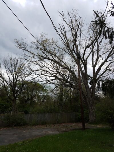 Rocky Top Dog Park (Membership req.) - Princeton, NJ