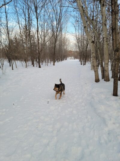 Cleary Lake Dog Park - Prior Lake, MN