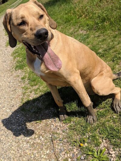 Cleary Lake Dog Park - Prior Lake, MN