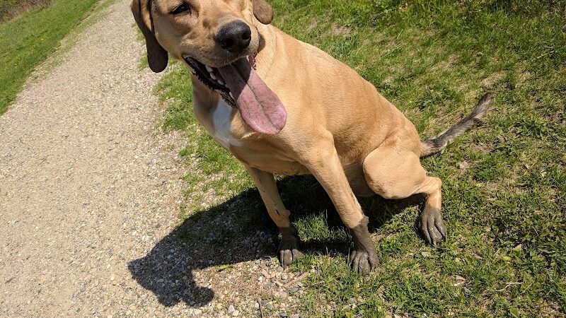 Cleary Lake Dog Park - Prior Lake, MN