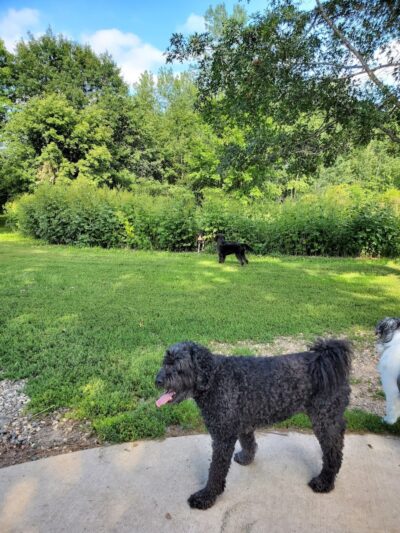 Cleary Lake Dog Park - Prior Lake, MN