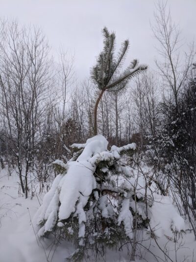 Cleary Lake Dog Park - Prior Lake, MN