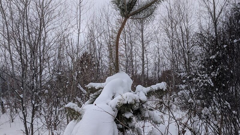 Cleary Lake Dog Park - Prior Lake, MN