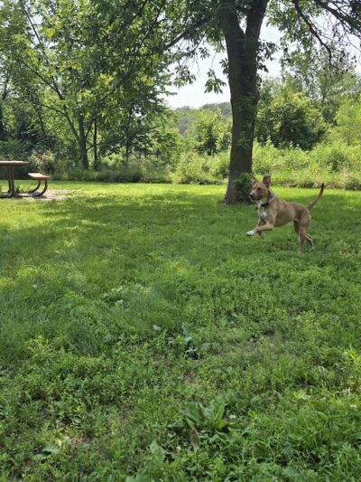 Spring Lake Dog Park - Prior Lake, MN