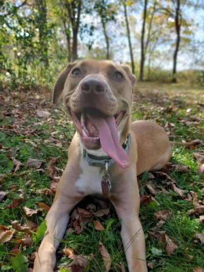 Spring Lake Dog Park - Prior Lake, MN