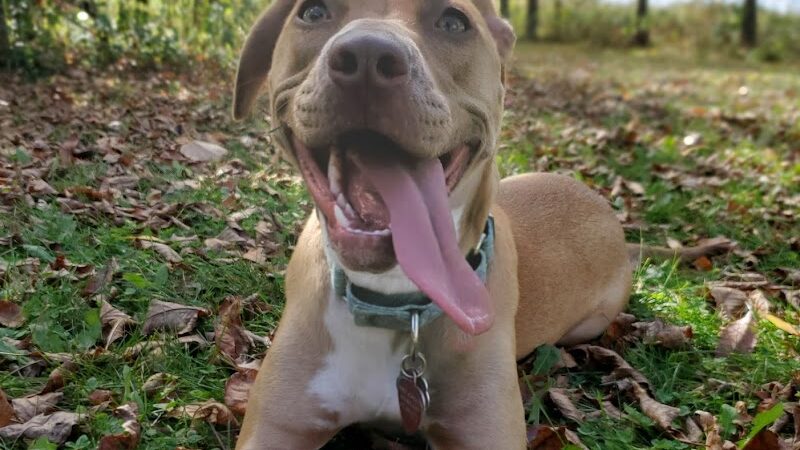 Spring Lake Dog Park - Prior Lake, MN