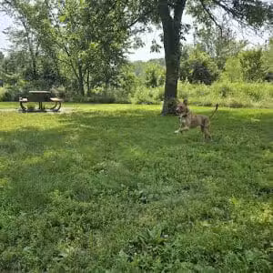 Spring Lake Dog Park - Prior Lake, MN