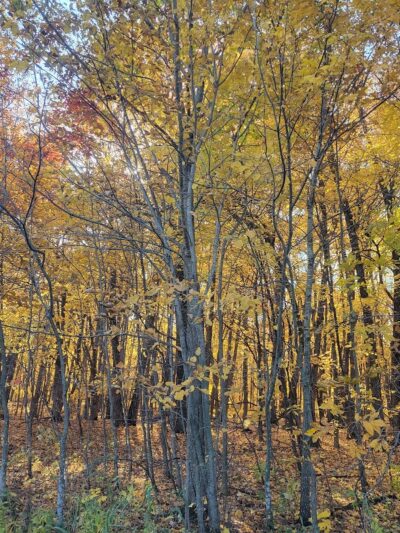 Spring Lake Dog Park - Prior Lake, MN