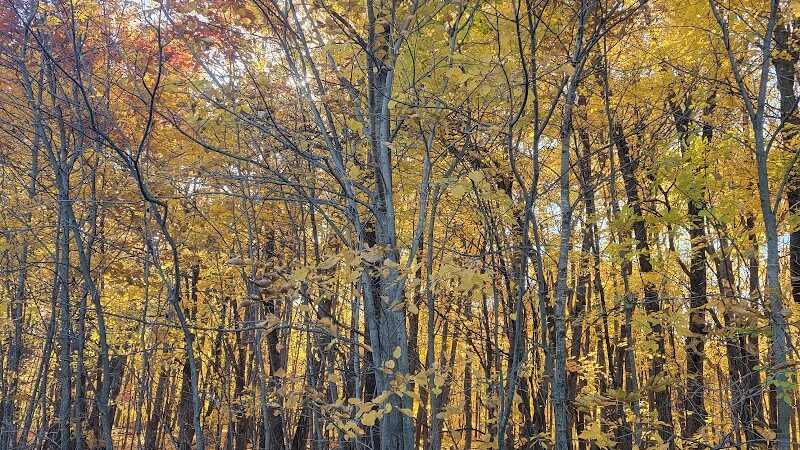 Spring Lake Dog Park - Prior Lake, MN